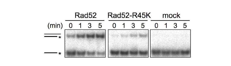Rad52によるDNAアニーリング反応。Rad52に比べてRad52-R45KはDNAアニーリング活性が低下している。
