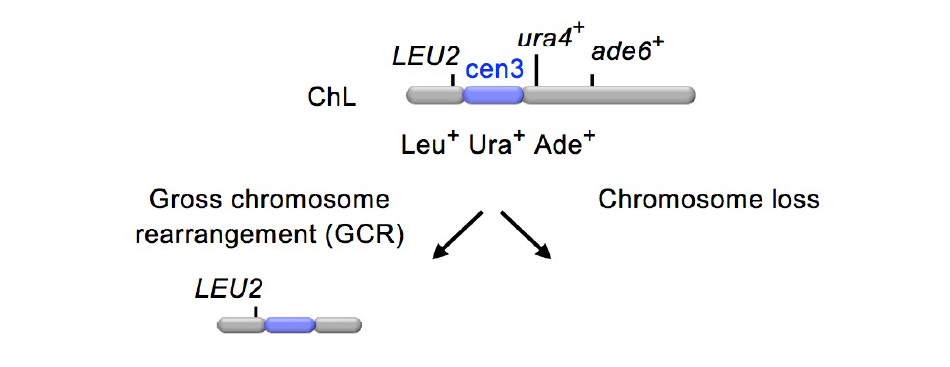 分裂酵母を用いた染色体異常の検出系